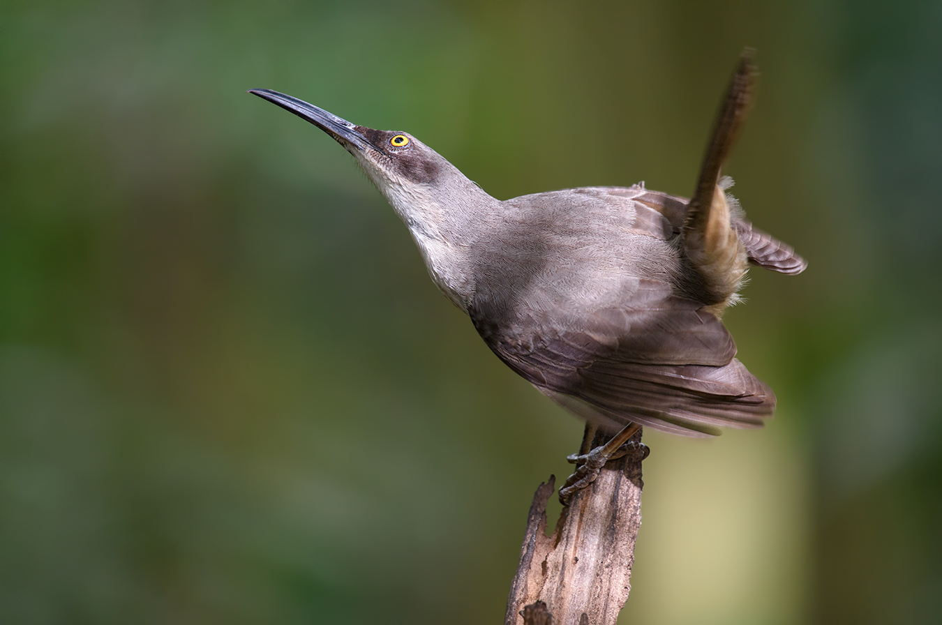 Grey trembler-Saint Lucia trembler (Cinclocerthia gutturalis)