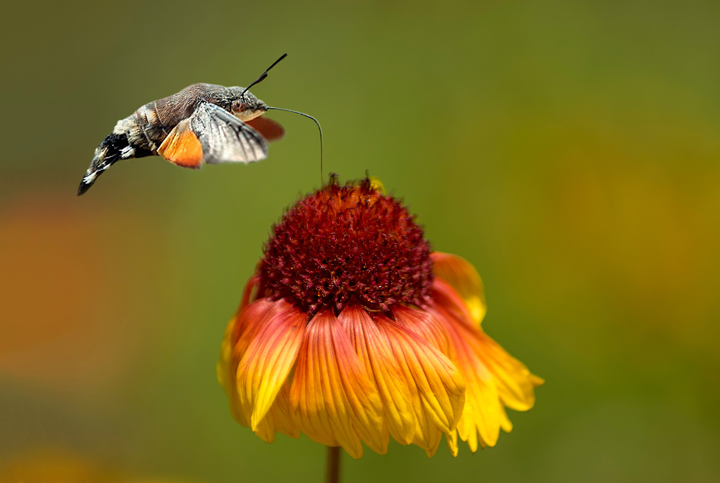 Бражник языкан