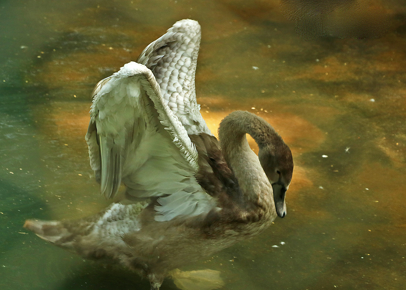 Царевна-лебедь
