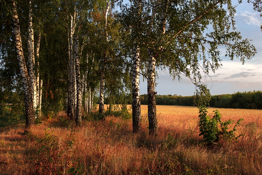 Лета заключительный аккорд