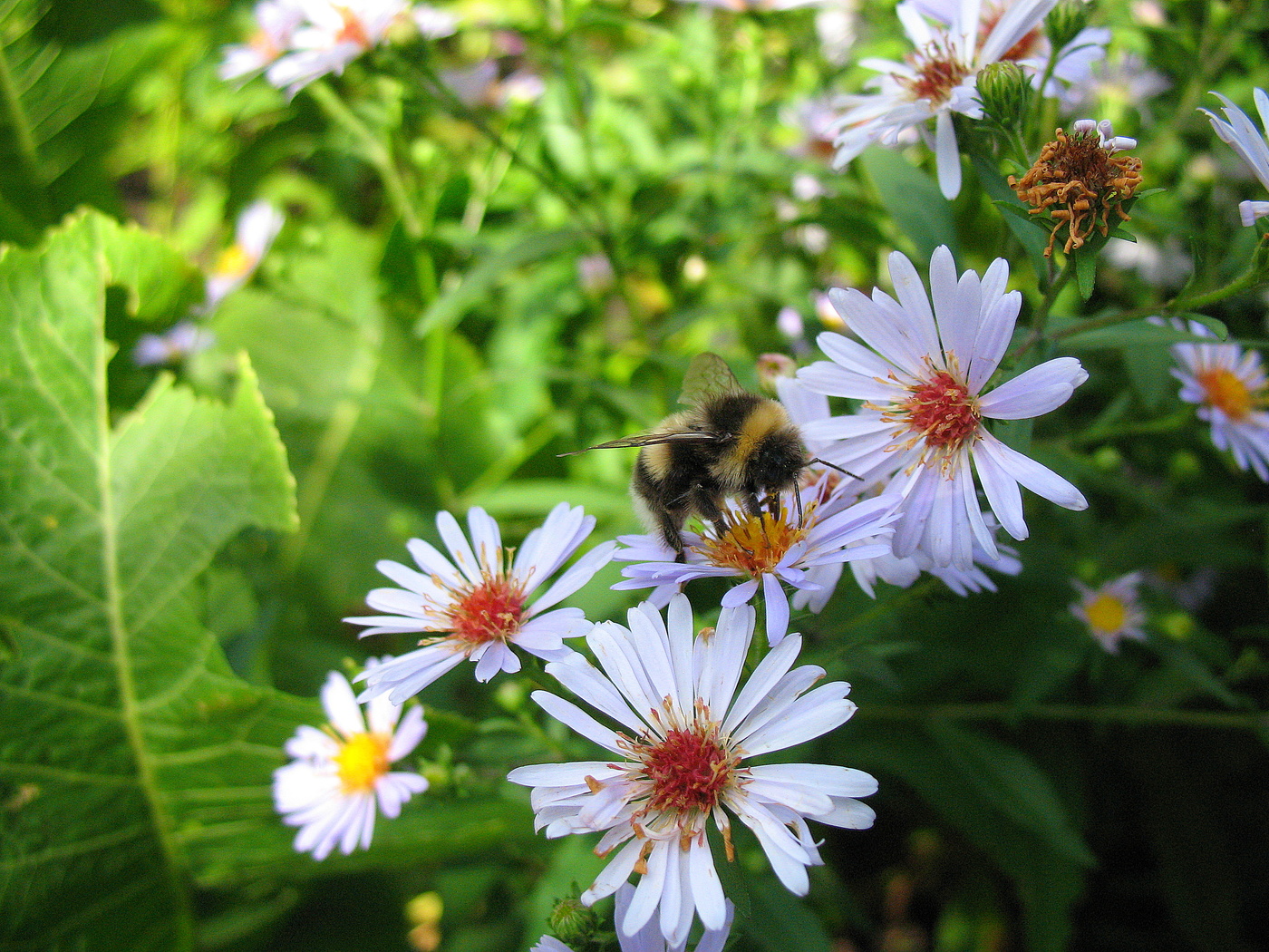 Шмелик весь в цветах.