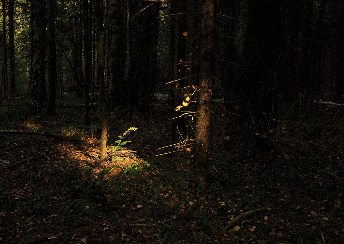 "Как грустный взгляд, люблю я осень..."