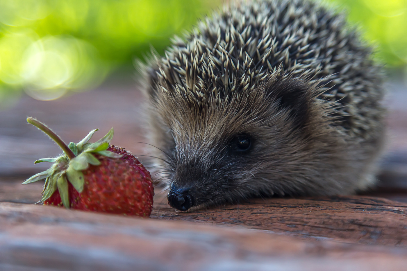 Исследователь...
