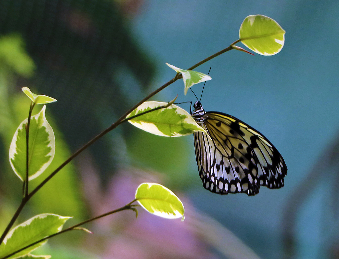 11 дней счастья