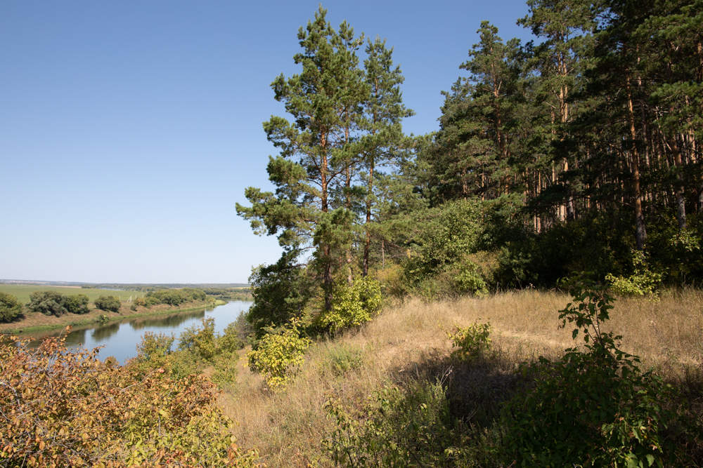 Лес над Доном