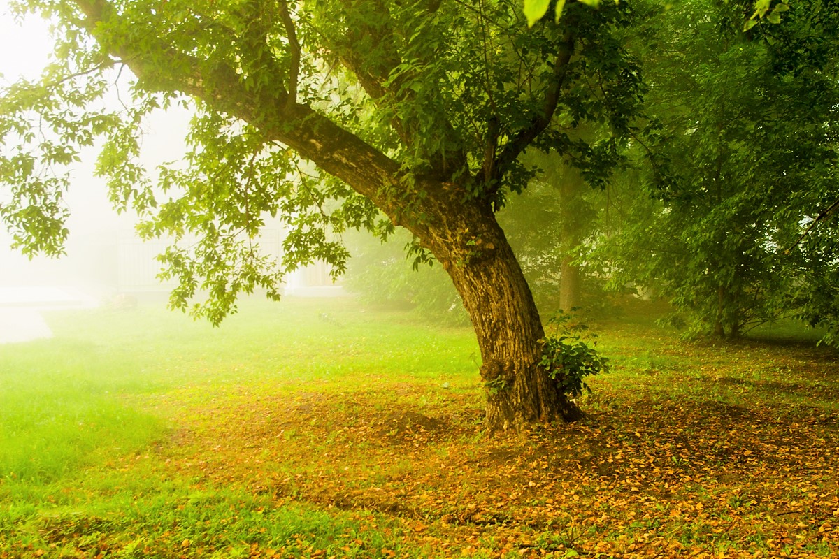 в дымке тумана