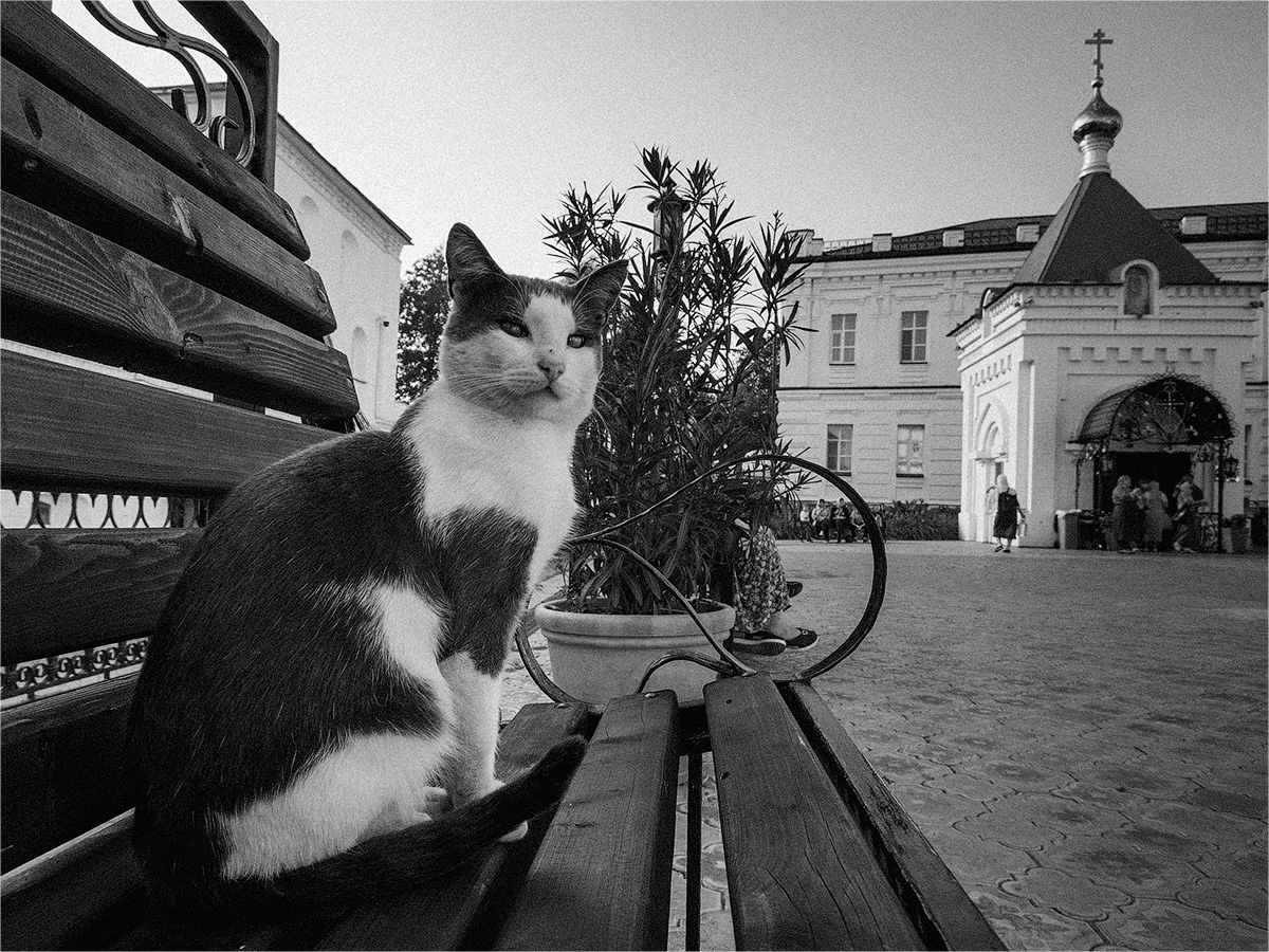 Про конфессионального кота