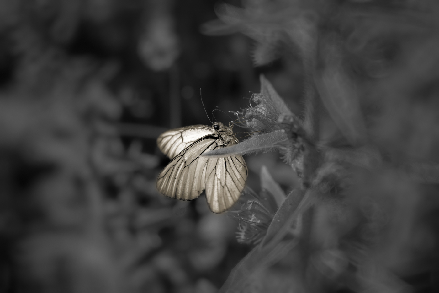 Чёрное, серое и белое.