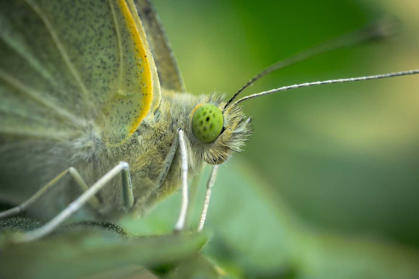 Зеленоглазая...