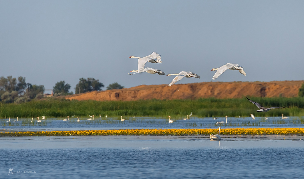 Краски лета дельты Волги
