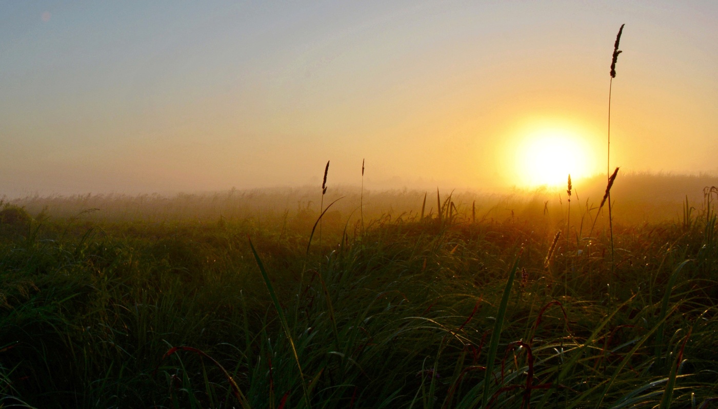 Утро в поле