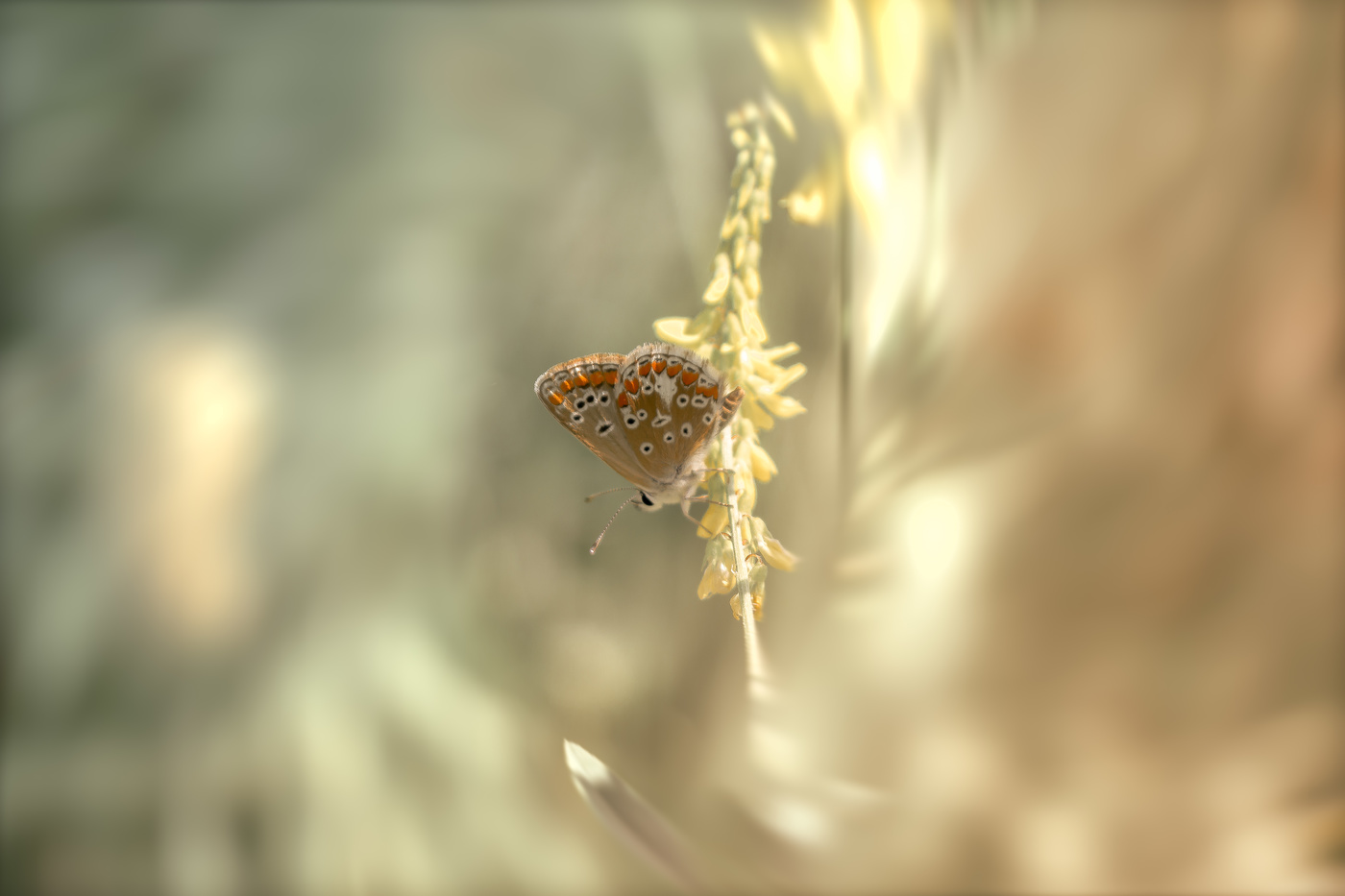 Ушедшие краски лета...