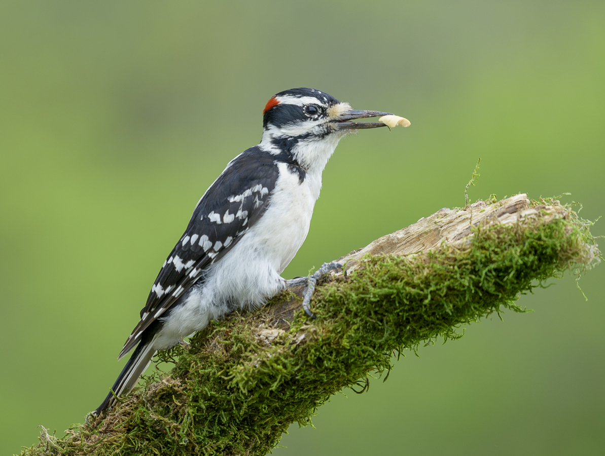 Hairy woodpecker (male)
