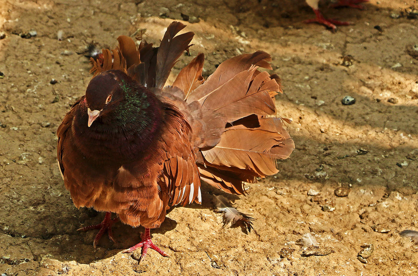 Почти павлин