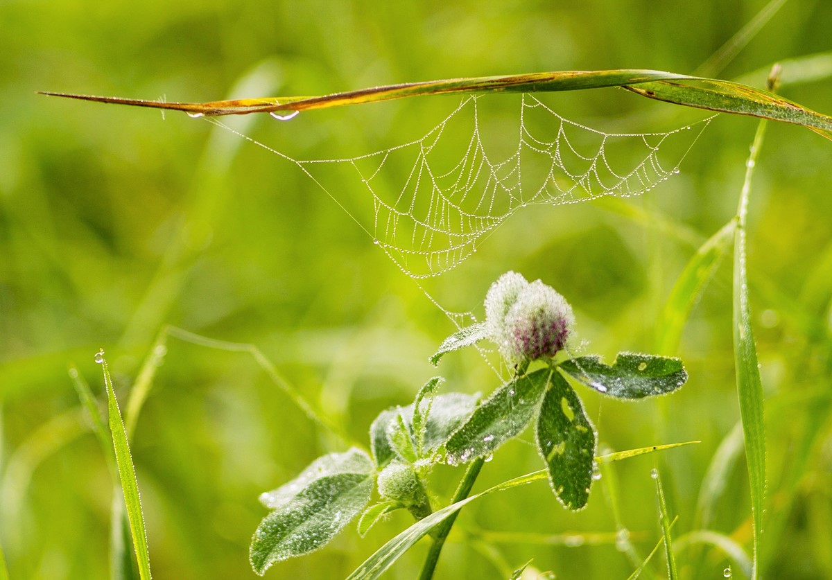 под хрустальным зонтиком