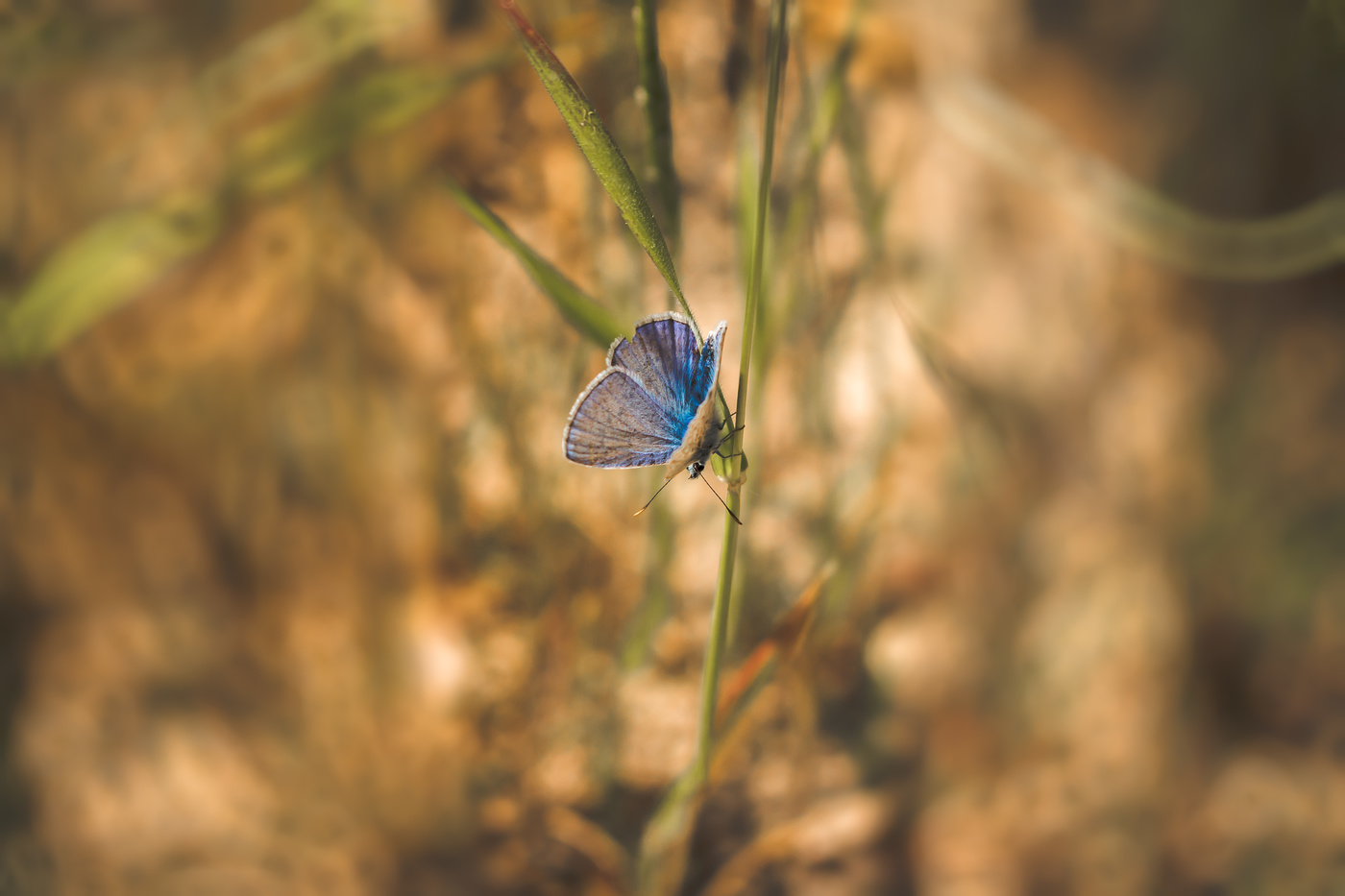 Ушедшие краски лета...