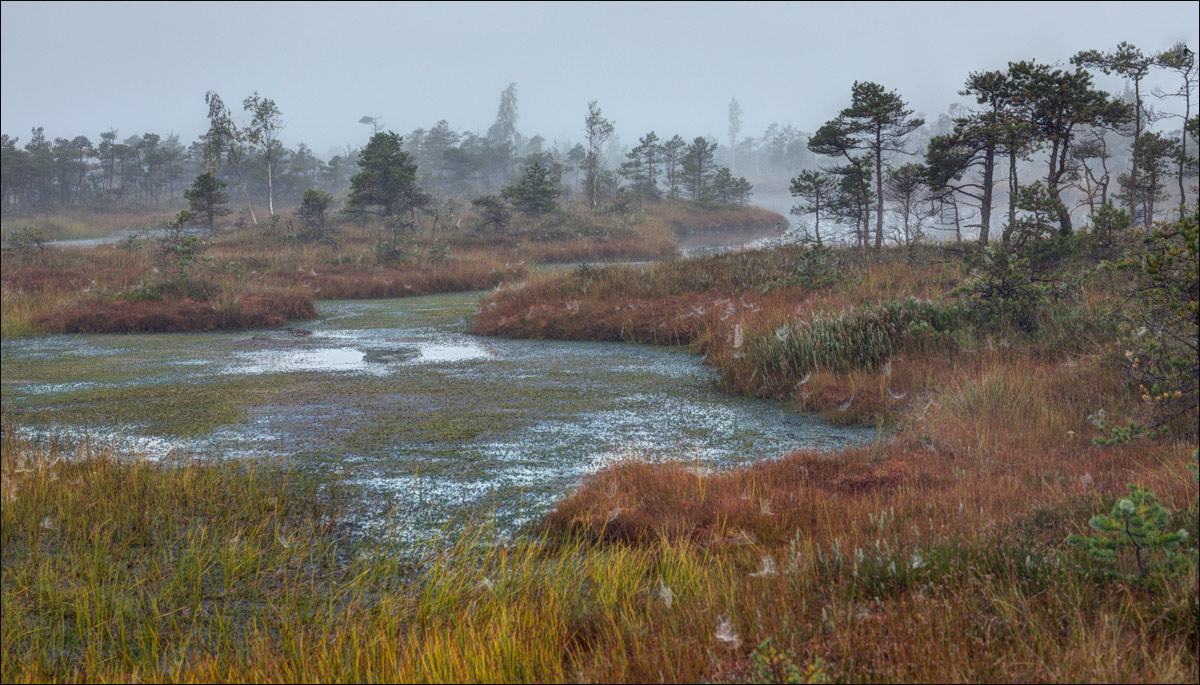 Осенняя охота паучков на болоте