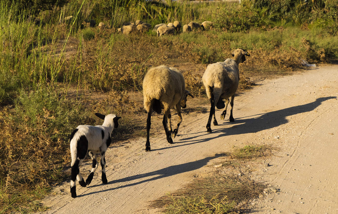 По старшинству