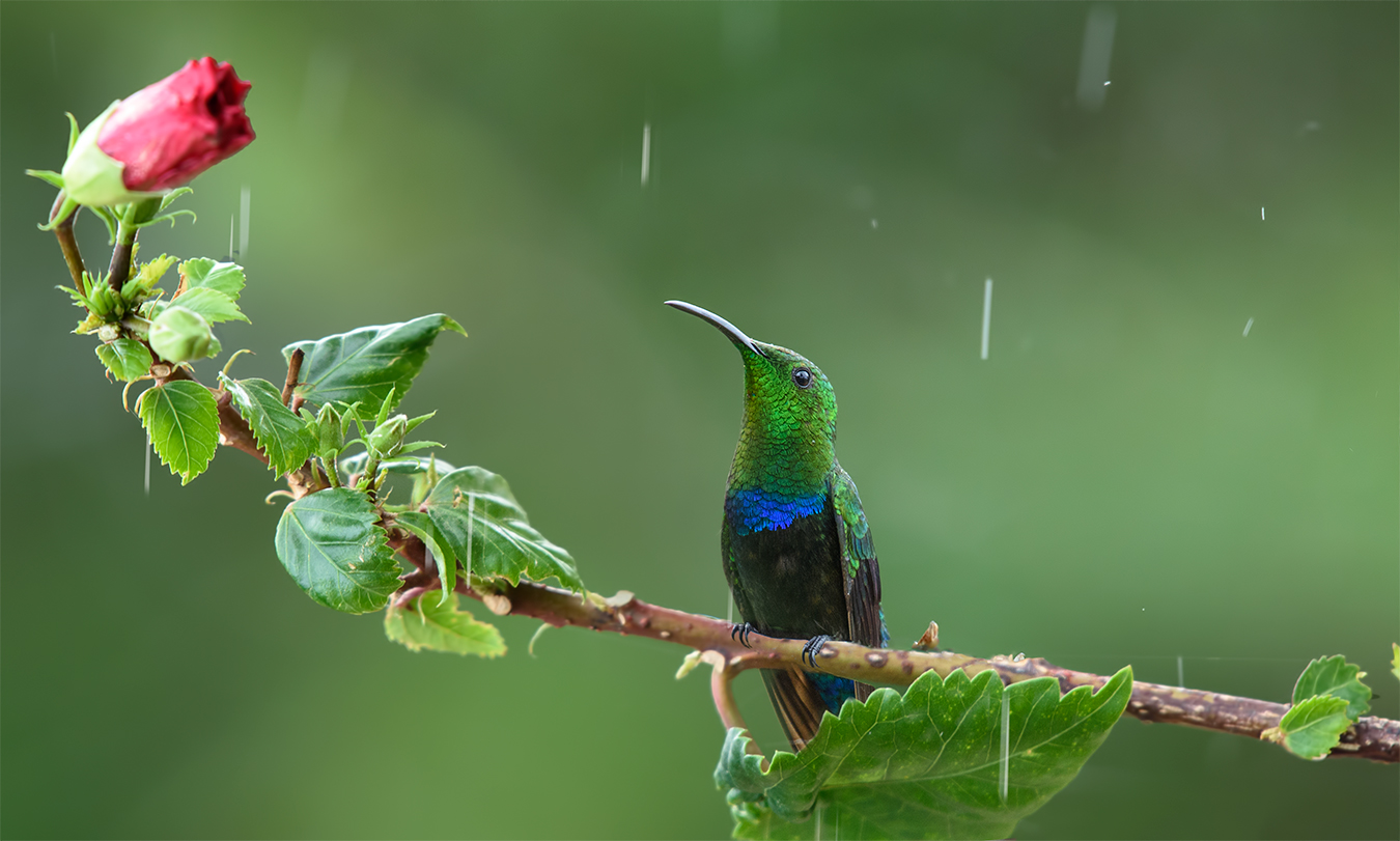 Green-throated Carib