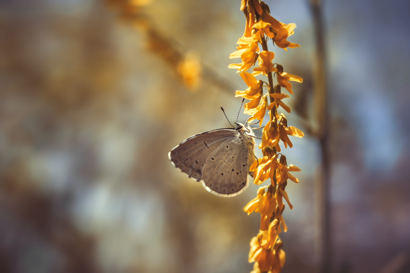 Ушедшие краски лета...