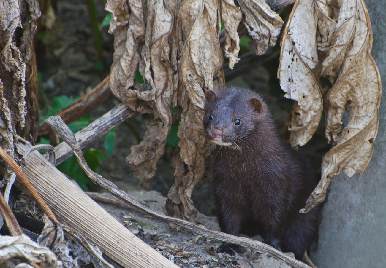 Нежный возраст