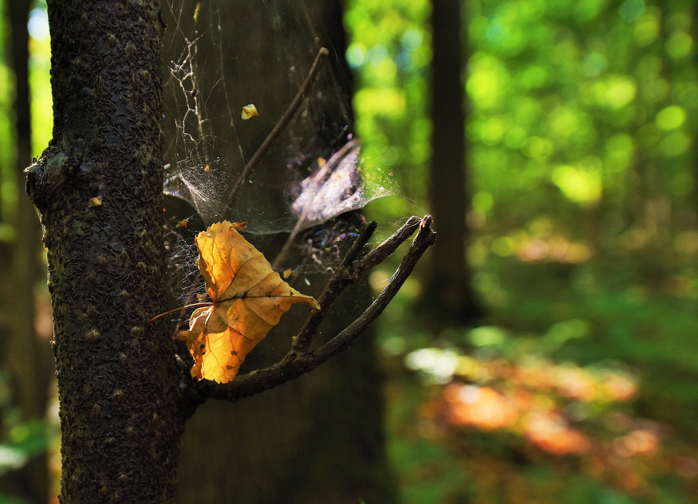 "Наступило бабье лето - дни прощального тепла"