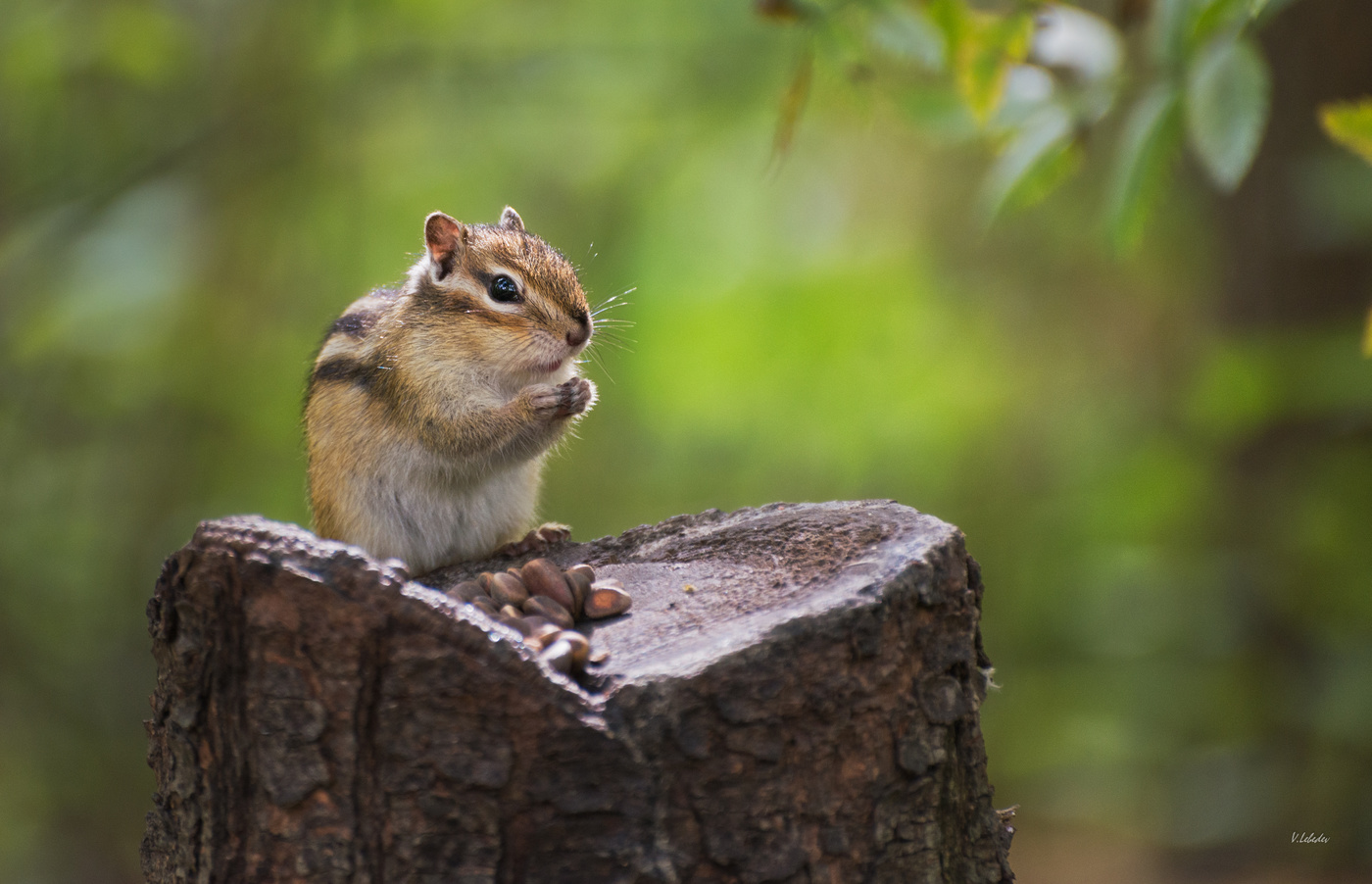 лесная модель