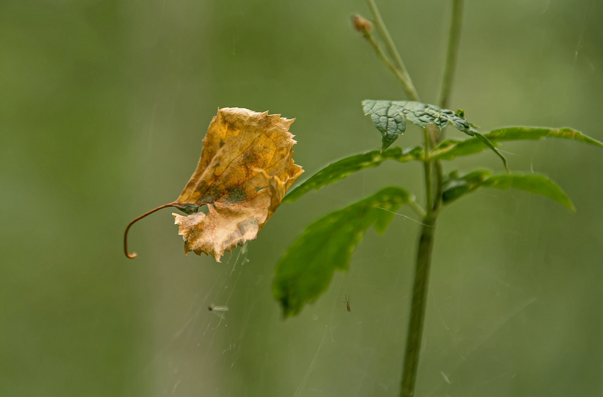 Одинокая осень в паутинке...