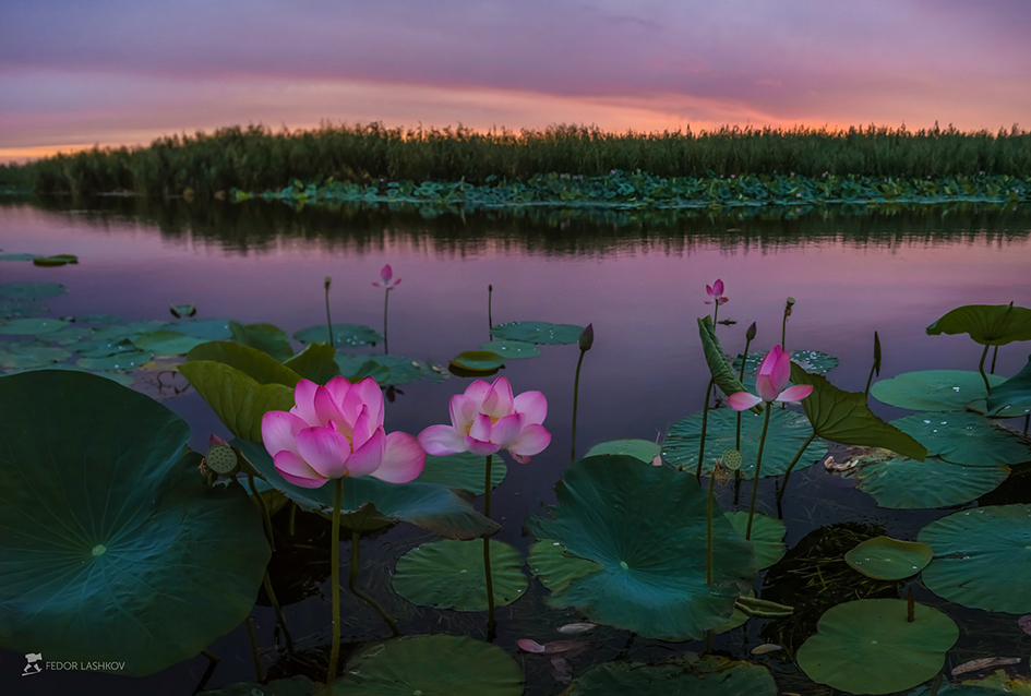 Лотосы цвета летней зари