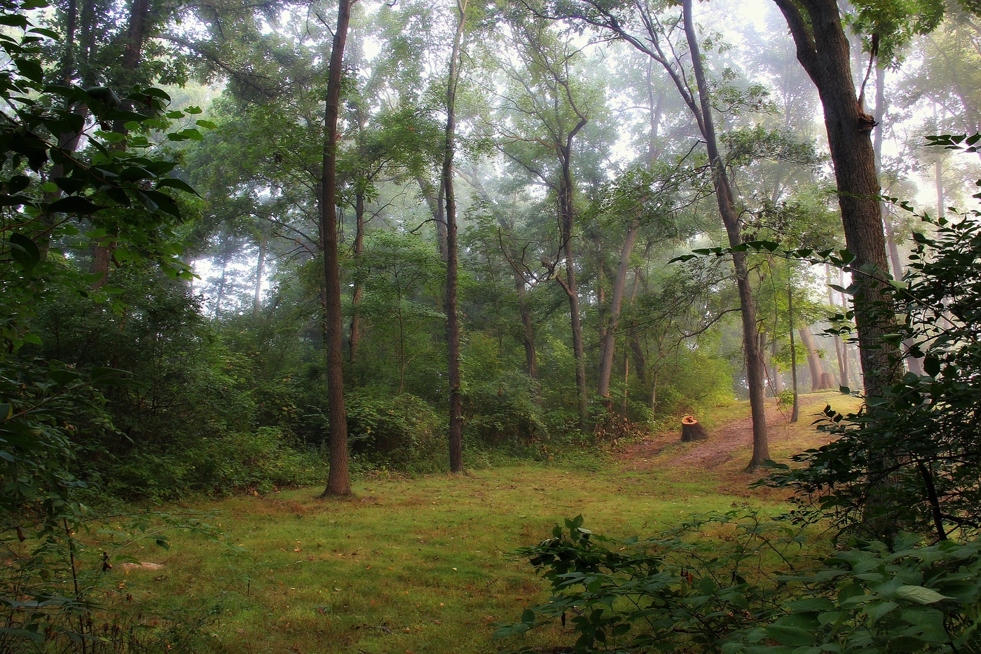 Утро в лесу