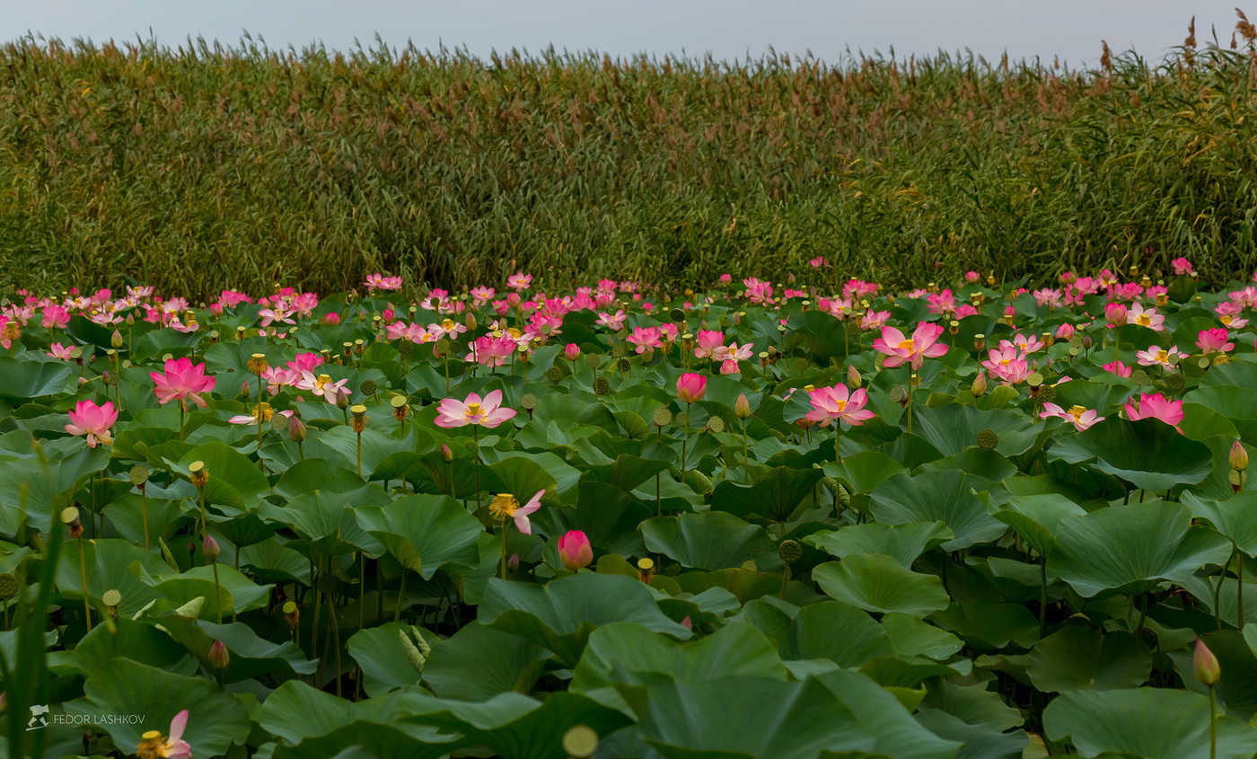 Лотосовые поля в заповеднике