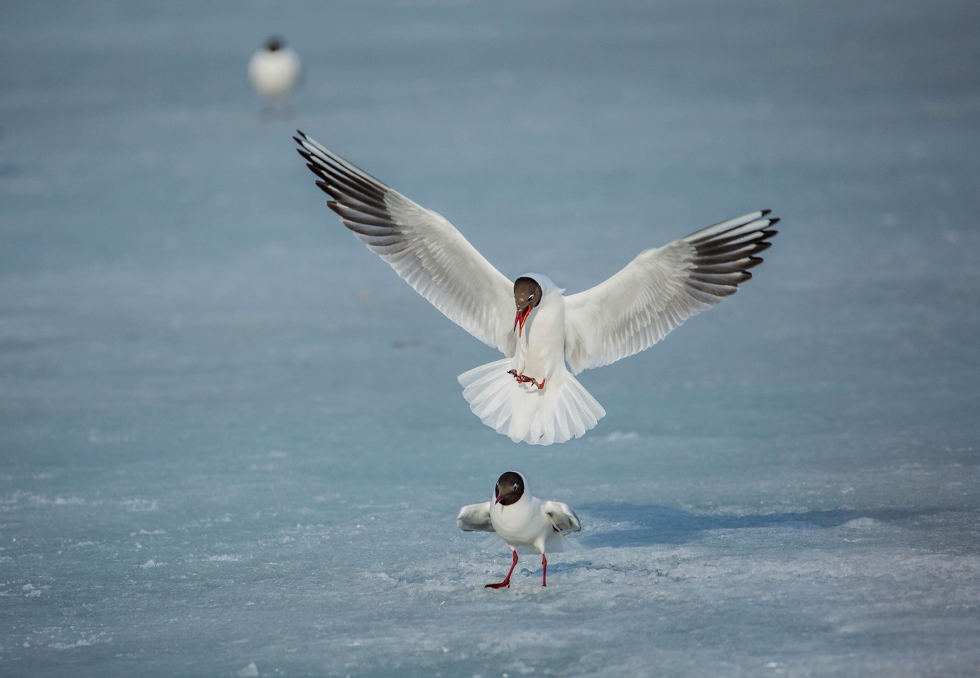 Берегись,иду на посадку!