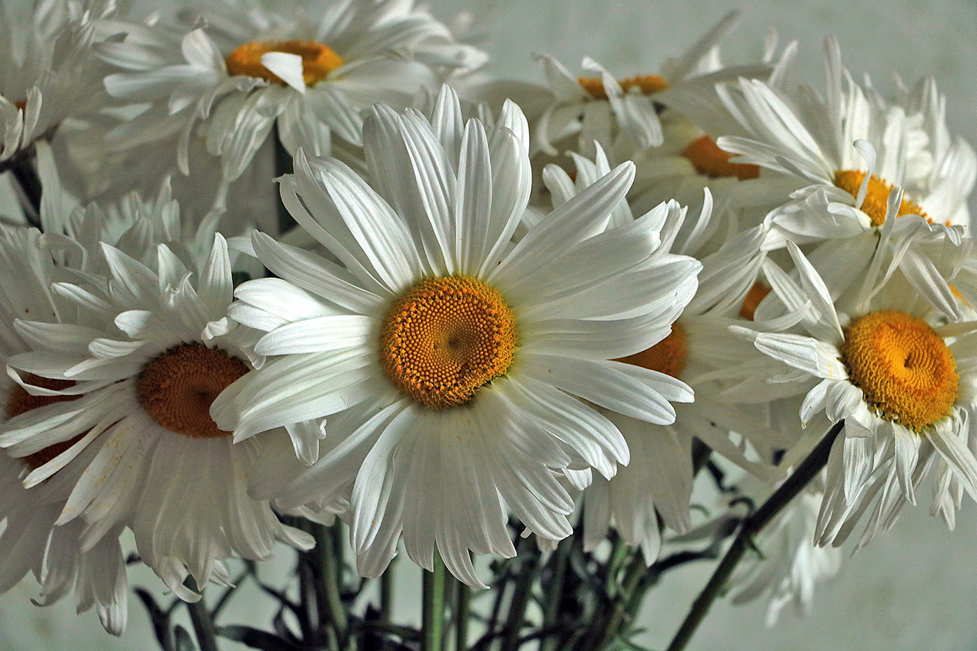 Просто красивые ромашки...