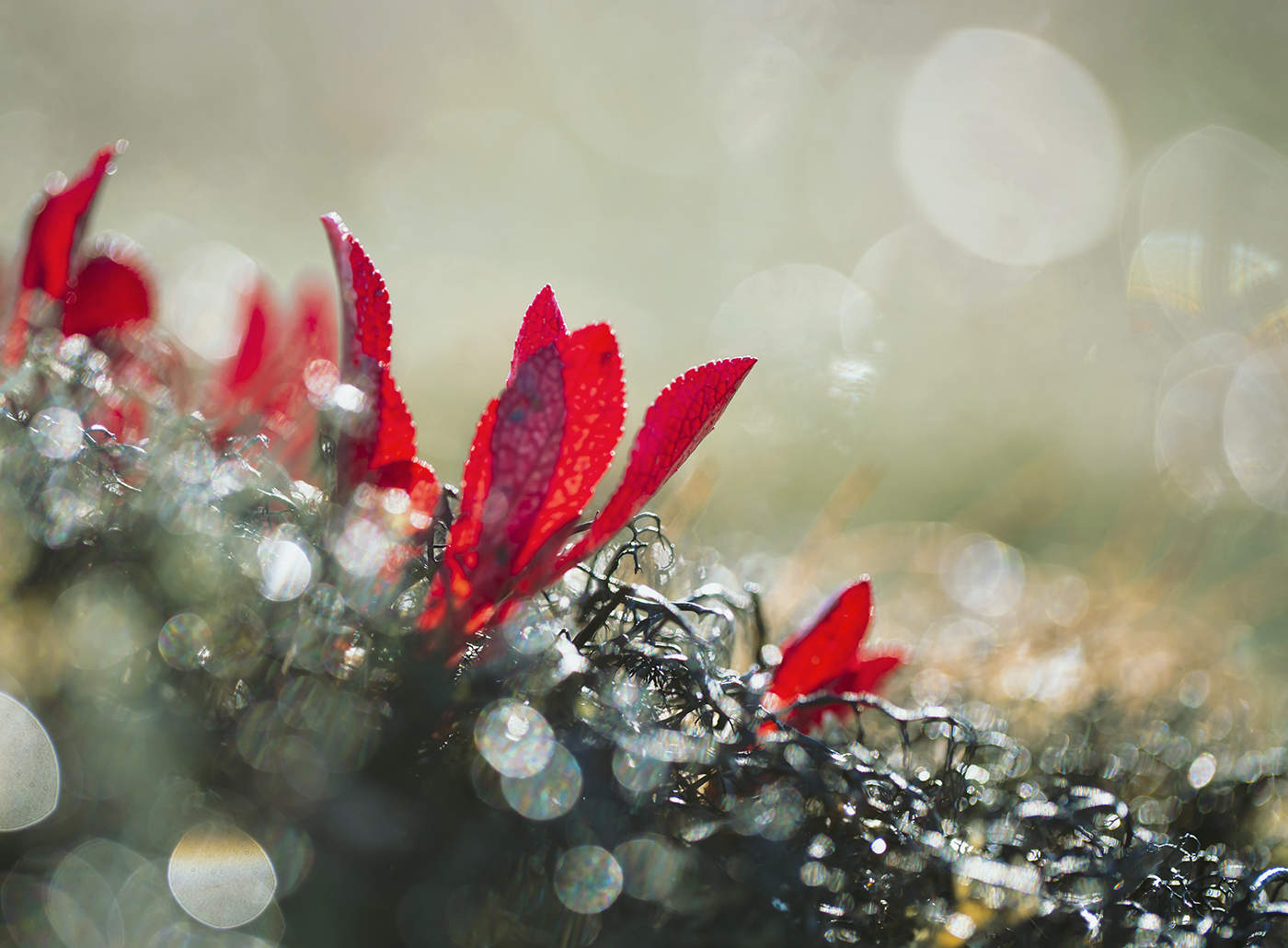 Осенний крик (из серии "Макротундра")