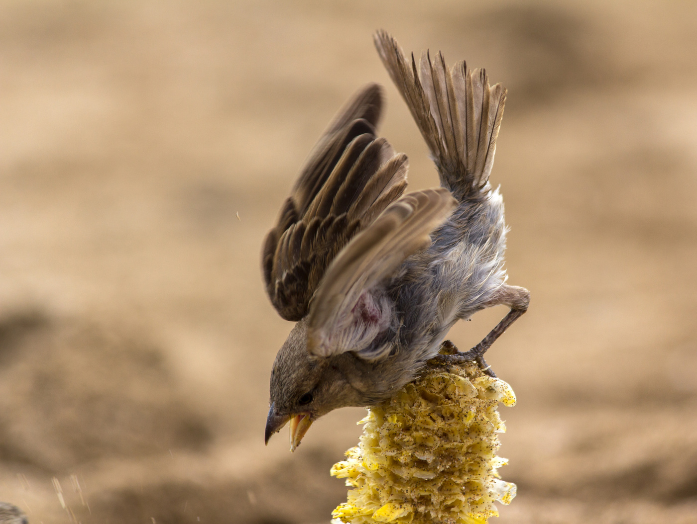 Моя кукурузка!!!