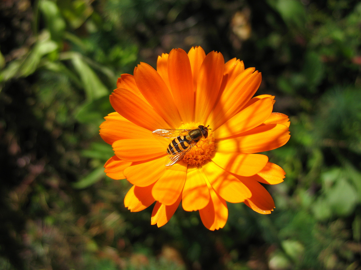 Под ярким солнцем сентября.