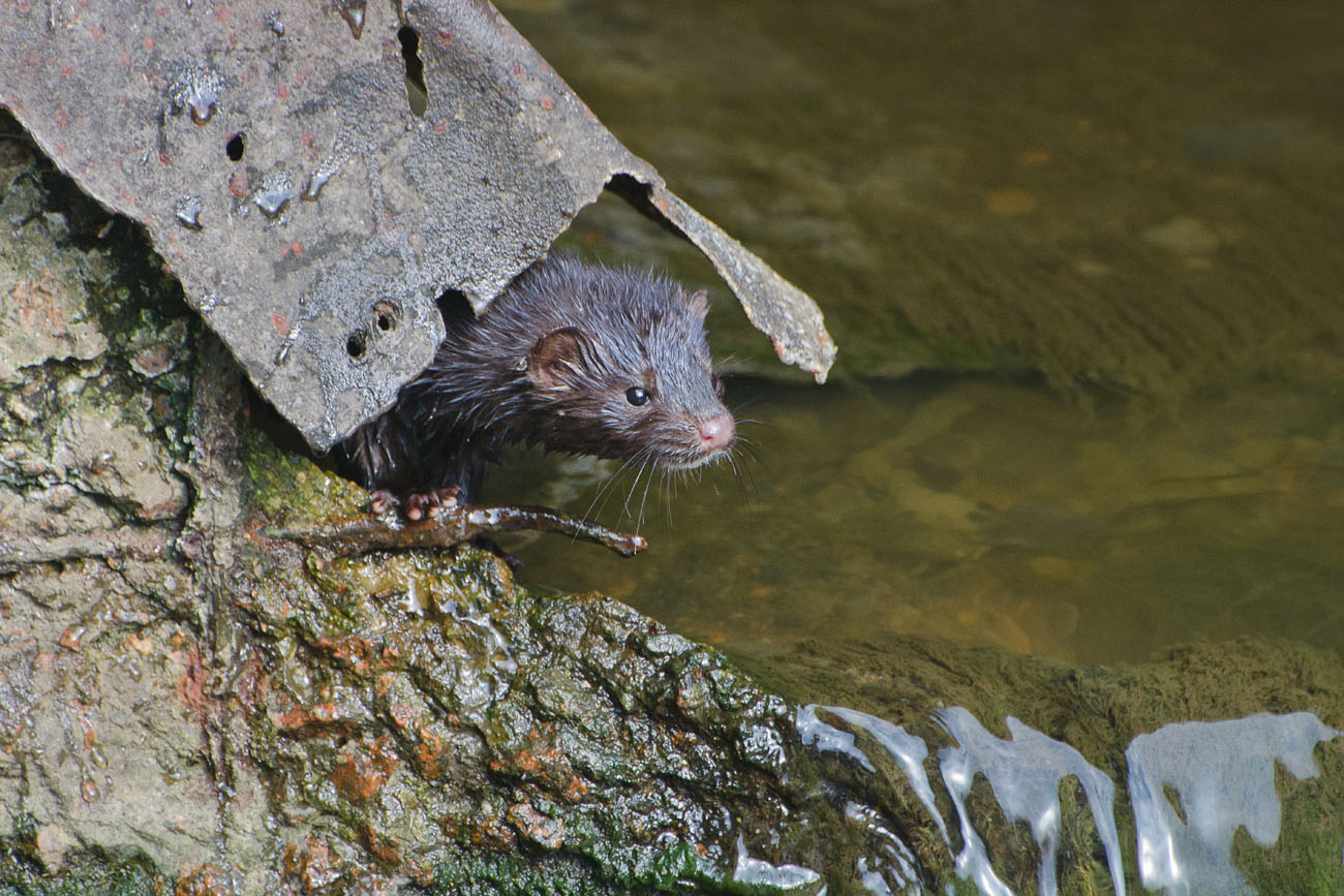 Под крышей дома своего