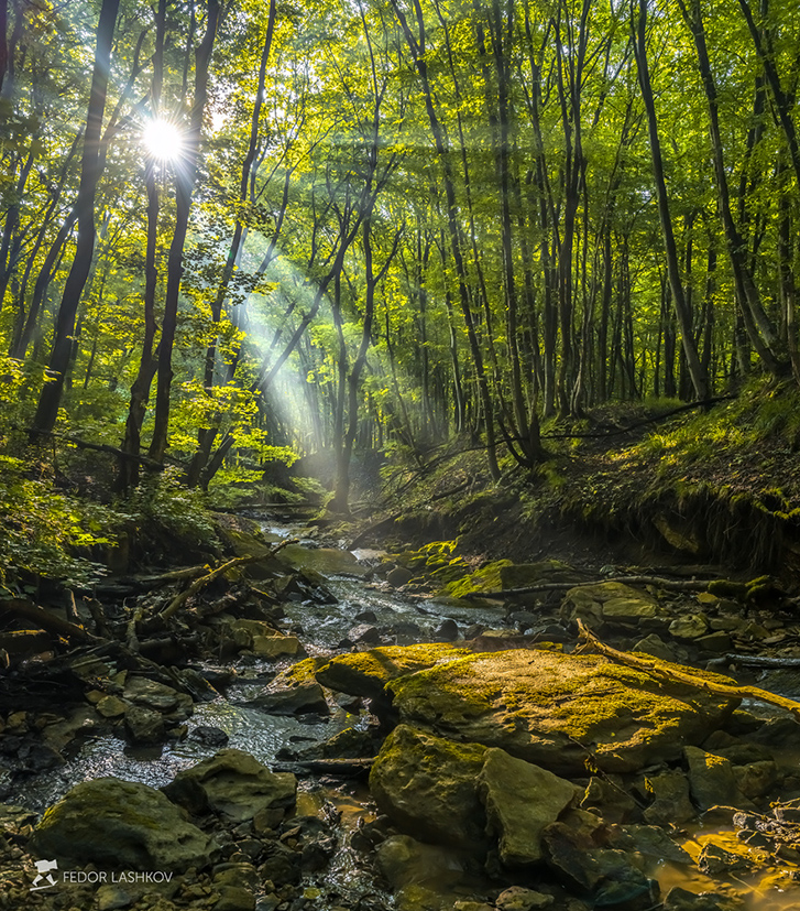 Лесной ручей на рассвете