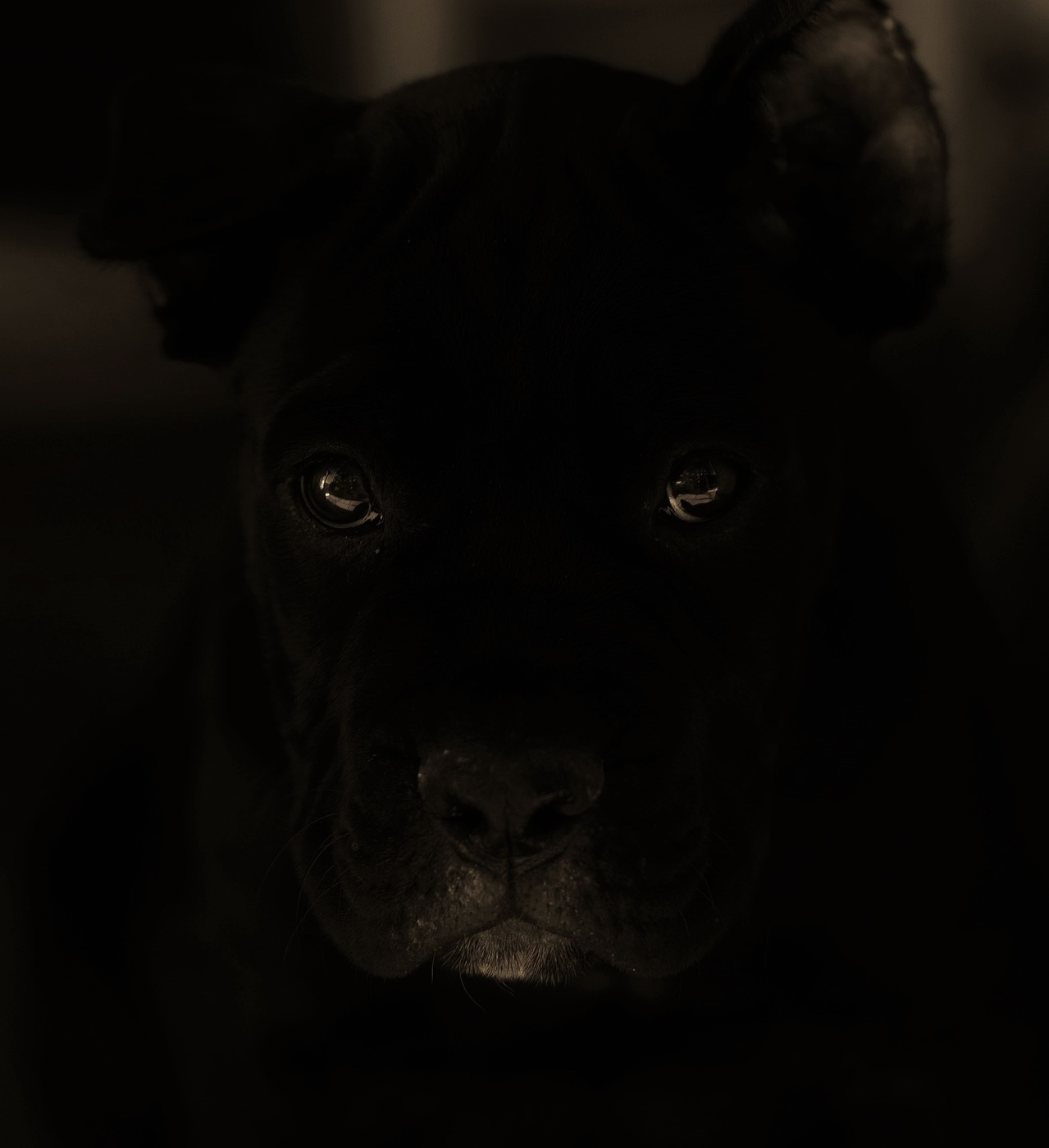 "Глаза собачьи, что не лгут ..."