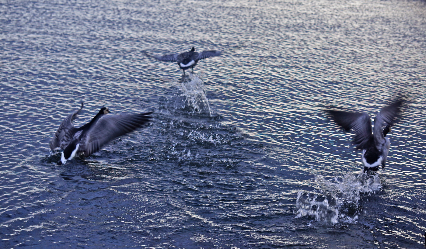 Гусиный взлёт