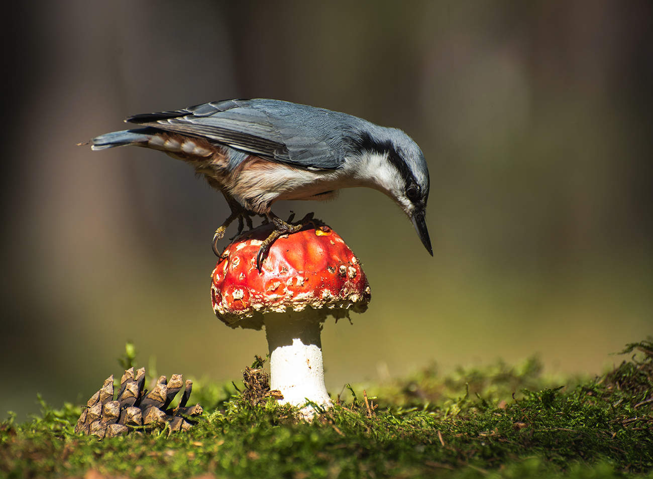 Картинка из леса.