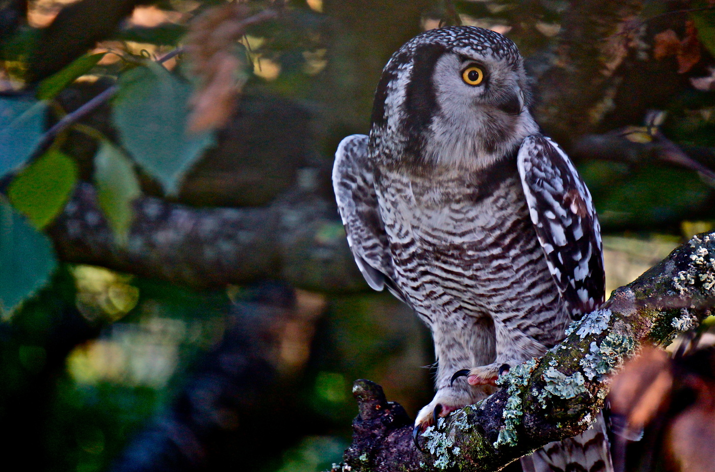 Одна из самых необыкновенных диких птиц