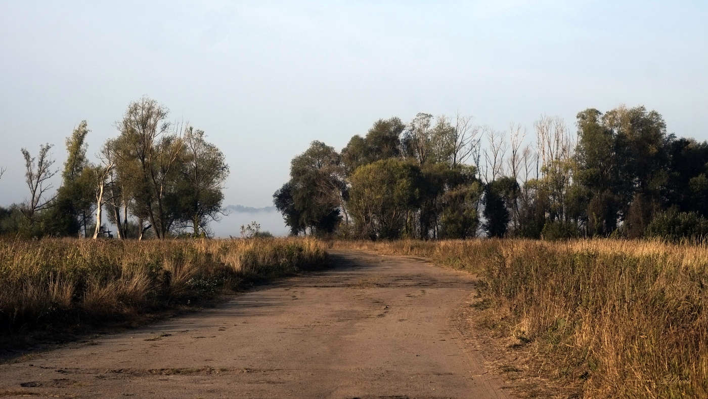 Еду за туманом.