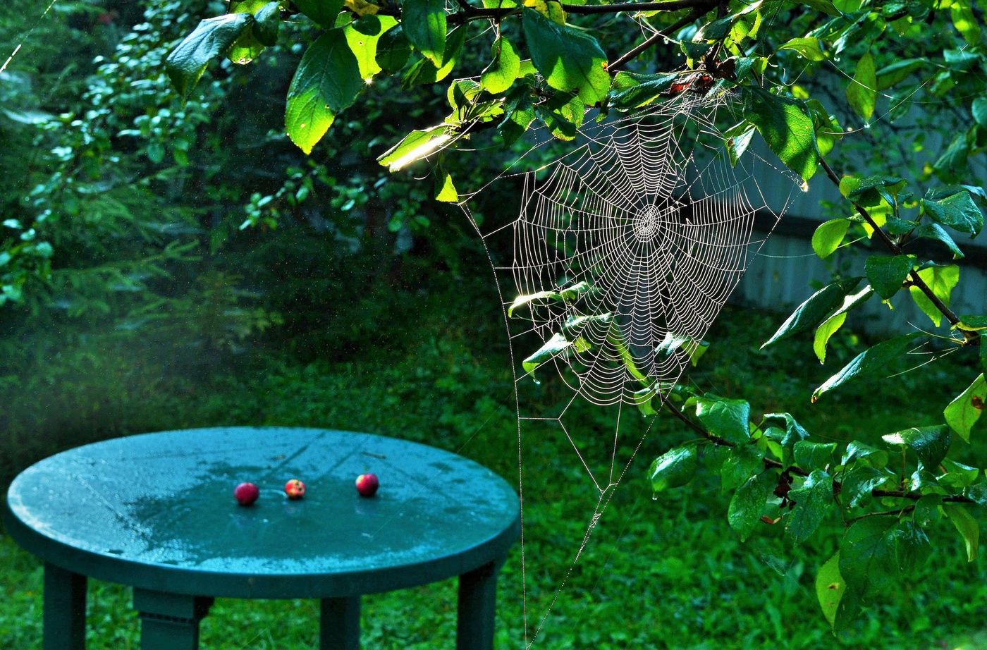 "Грустью соткан узор паутинный..."