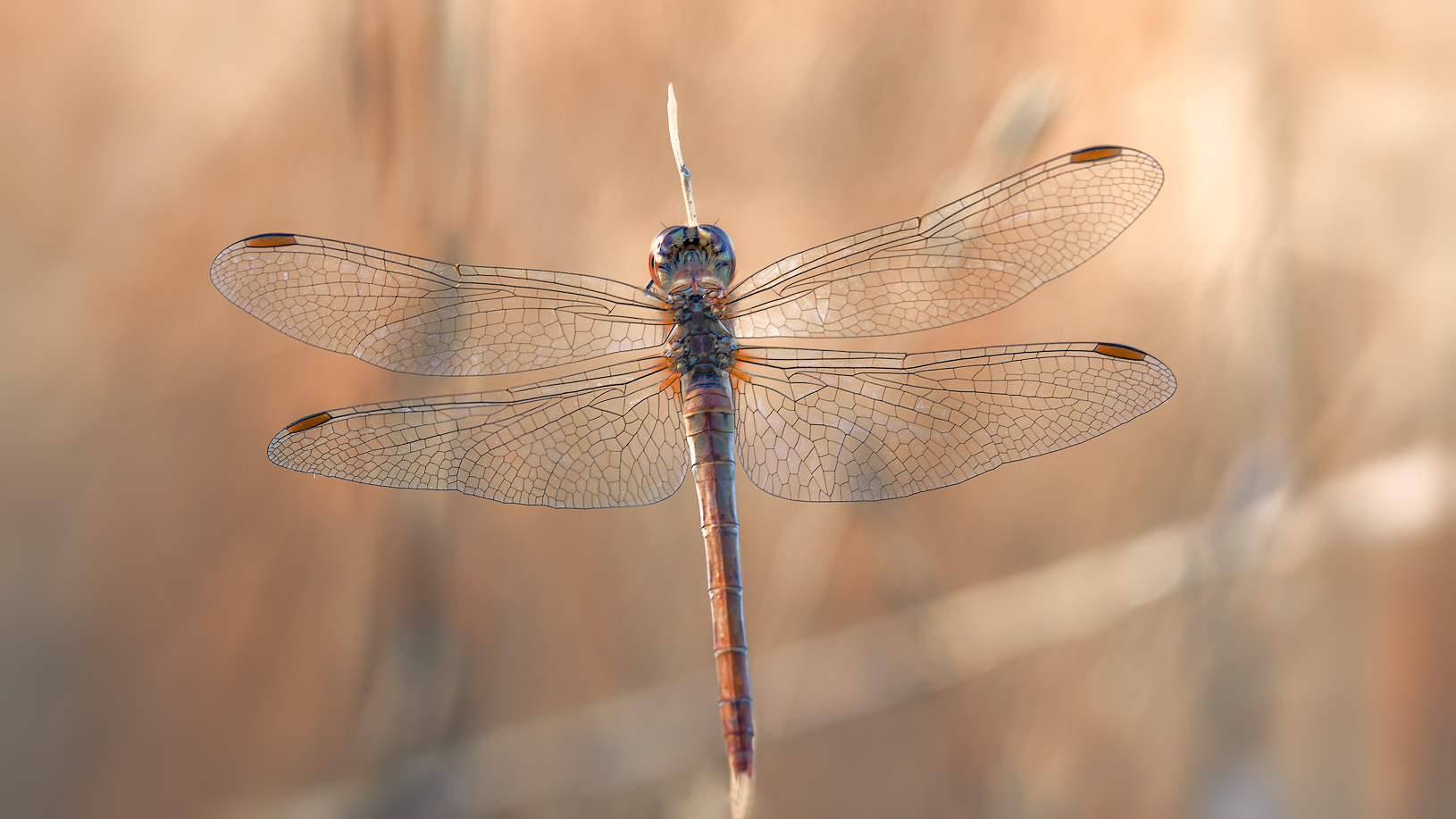 Серебряные крылышки