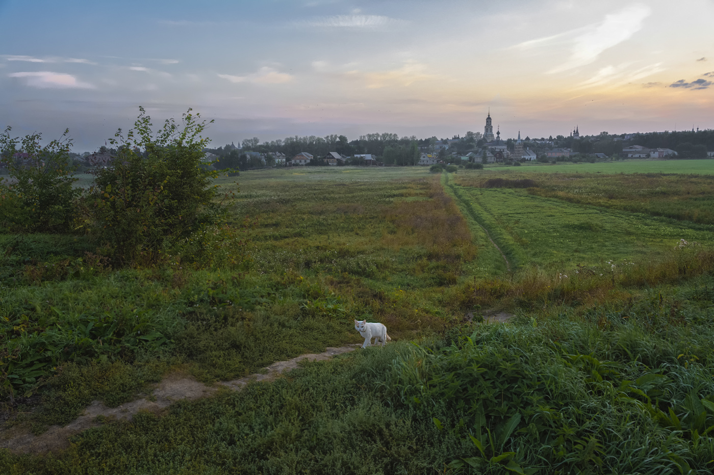 Кот, который гуляет сам по себе