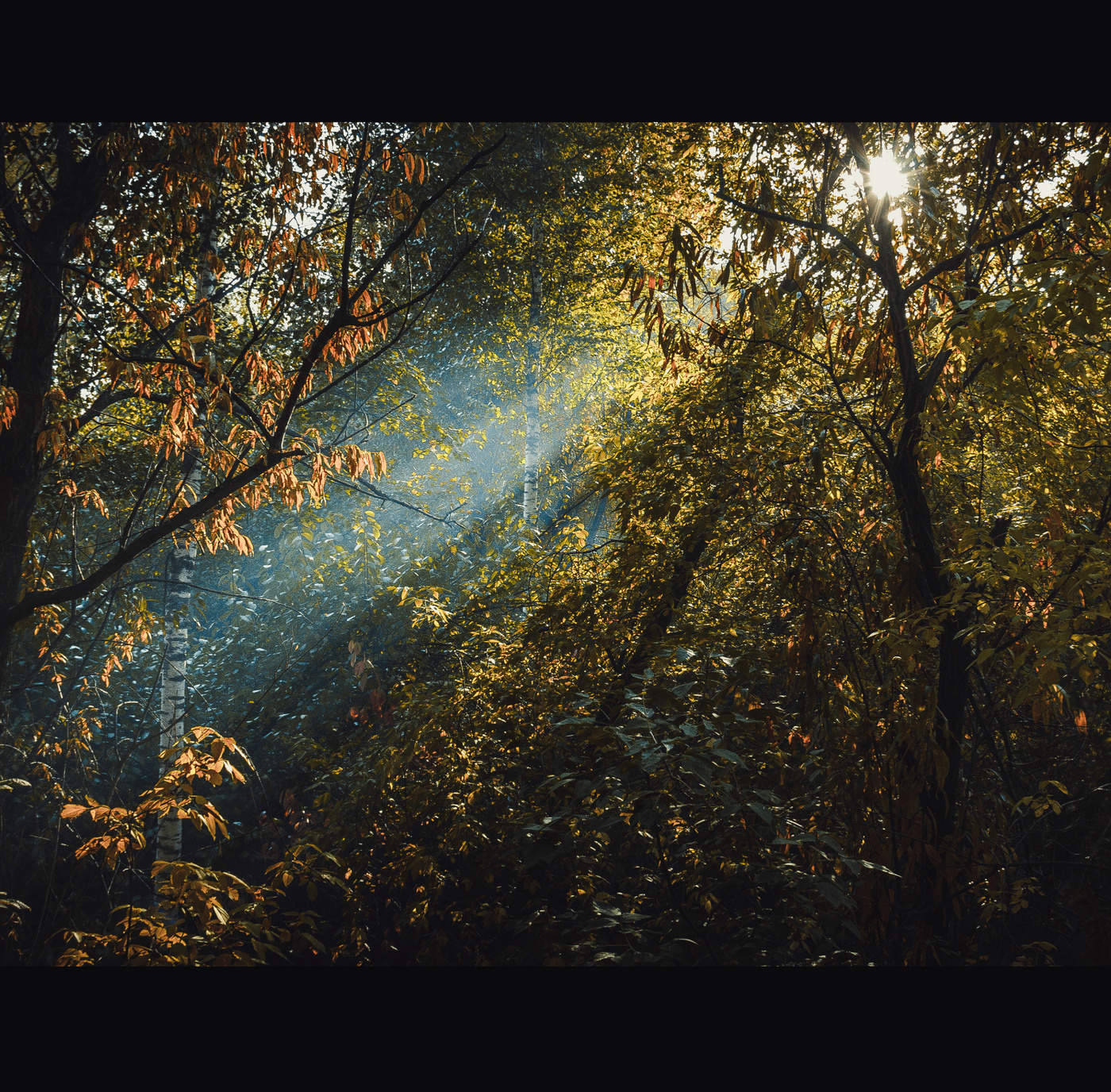 Загадочный лес