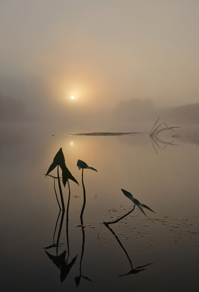 Стрелолист на рассвете