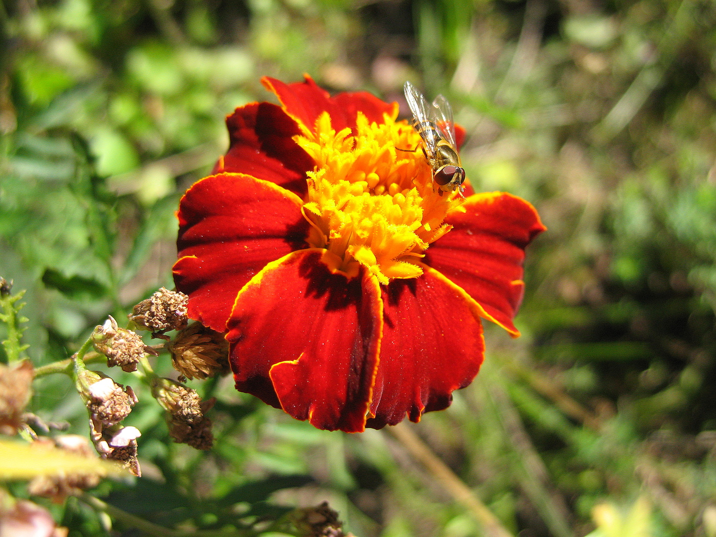 Бархатец с журчалкой