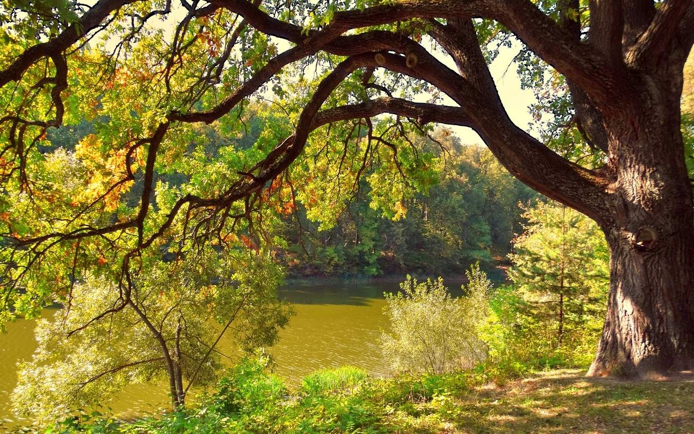Осенний дуб на берегу Тургеневского пруда
